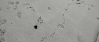 Синоптики розповіли, яка буде погода в останні дні 2025 року у Києві та області