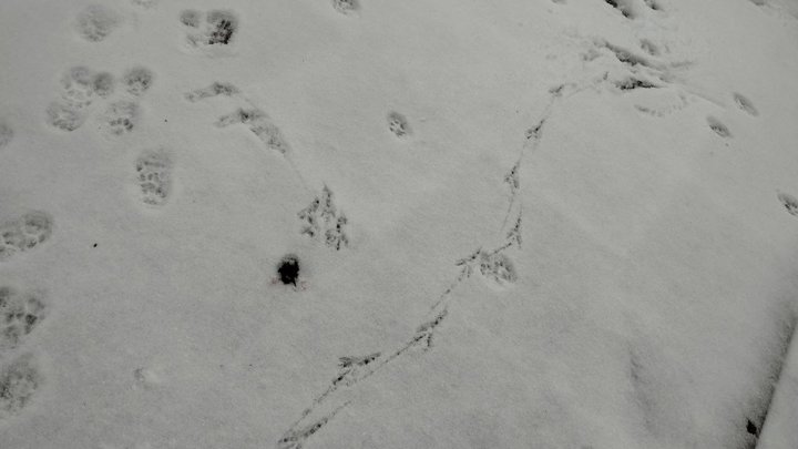 Синоптики розповіли, яка буде погода в останні дні 2025 року у Києві та області