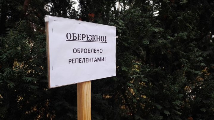 У столиці запрацювали ялинкові ярмарки