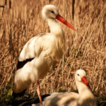 Повністю забруднені й приречені: волонтери врятували лелек зі смітника на Київщині (фото)