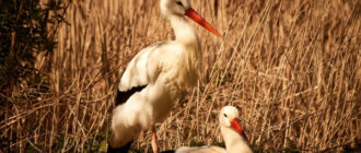 Повністю забруднені й приречені: волонтери врятували лелек зі смітника на Київщині (фото)