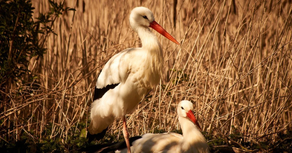 
 Повністю забруднені й приречені: волонтери врятували лелек зі смітника на Київщині (фото)
 