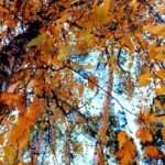 Листопад став четвертим серед найтепліших в Києві за час спостережень