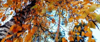 Листопад став четвертим серед найтепліших в Києві за час спостережень