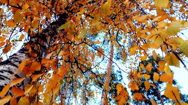 Листопад став четвертим серед найтепліших в Києві за час спостережень