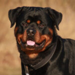 Агресивний ротвейлер без намордника вкусив поліцейського під Києвом: усе закінчилось трагічно (відео)