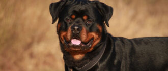 Агресивний ротвейлер без намордника вкусив поліцейського під Києвом: усе закінчилось трагічно (відео)