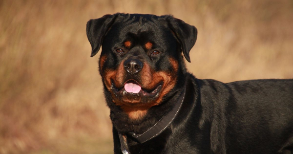 
 Агресивний ротвейлер без намордника вкусив поліцейського під Києвом: усе закінчилось трагічно (відео)
 
