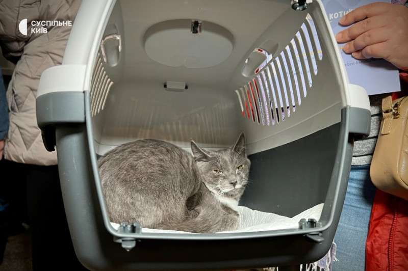 Зібрали понад 400 котів та собак: у Києві організували різдвяний фестиваль адопції тварин