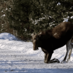 У Чорнобильській зоні лось вийшов на дорогу "по ласощі": з'явилося відео