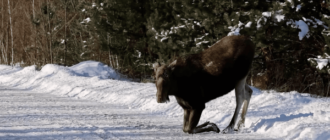 У Чорнобильській зоні лось вийшов на дорогу "по ласощі": з'явилося відео