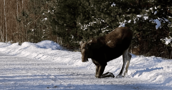 
 У Чорнобильській зоні лось вийшов на дорогу "по ласощі": з'явилося відео
 