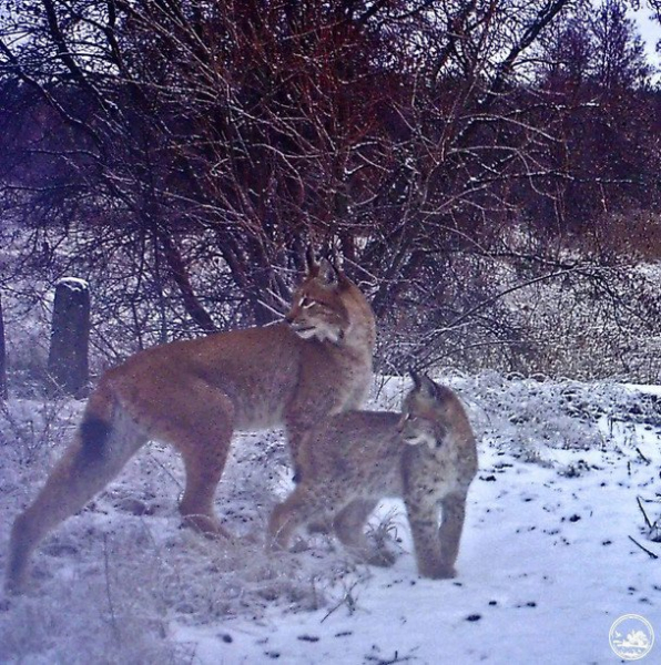 У Чорнобильському заповіднику до фотопастки потрапив рідкісний хижак з дитинчам: фото
У Чорнобильському заповіднику до фотопастки потрапив рідкісний хижак з дитинчам: фото