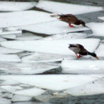 Коли у Києві припиняться морози: відома синоптикиня поділилася прогнозом "для своїх"