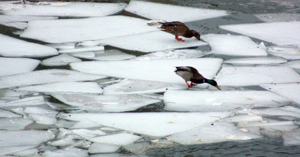 
 Коли у Києві припиняться морози: відома синоптикиня поділилася прогнозом "для своїх"
 