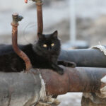 У Києві масові прориви труб у будинках: вода затоплює під’їзди (відео)