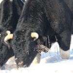 Жива легенда Чорнобиля: як зимує у Зоні відчуження стадо здичавілих корів (рідкісні фото)