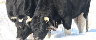 Жива легенда Чорнобиля: як зимує у Зоні відчуження стадо здичавілих корів (рідкісні фото)