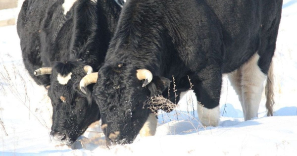 
 Жива легенда Чорнобиля: як зимує у Зоні відчуження стадо здичавілих корів (рідкісні фото)
 