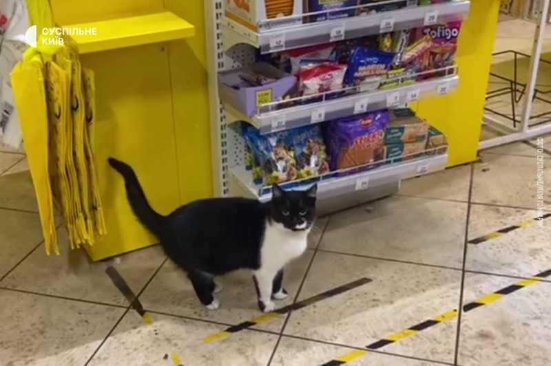 Депутатка Київради розповіла, на якому етапі пропозиція захисників пускати тварин у магазини столиці