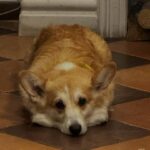 Депутатка Київради розповіла, на якому етапі пропозиція захисників пускати тварин у магазини столиці