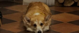 Депутатка Київради розповіла, на якому етапі пропозиція захисників пускати тварин у магазини столиці