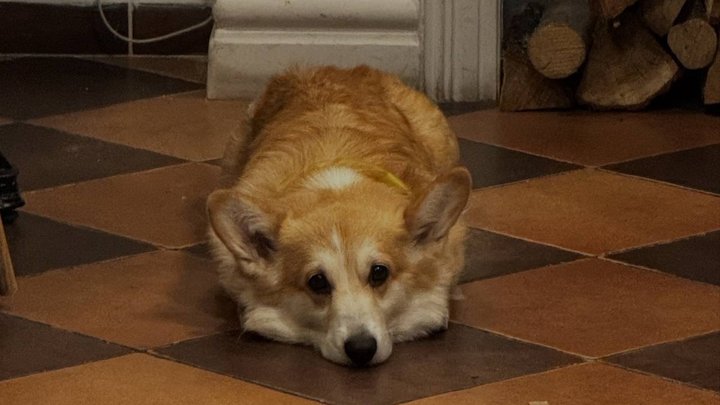 Депутатка Київради розповіла, на якому етапі пропозиція захисників пускати тварин у магазини столиці