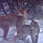 У Чорнобильському заповіднику до фотопастки потрапив рідкісний хижак з дитинчам: фото