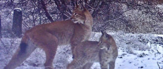 У Чорнобильському заповіднику до фотопастки потрапив рідкісний хижак з дитинчам: фото