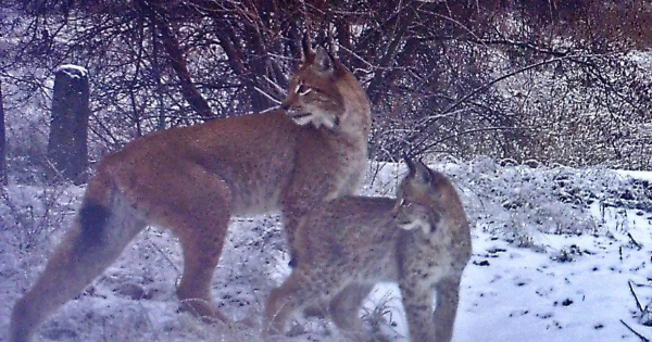У Чорнобильському заповіднику до фотопастки потрапив рідкісний хижак з дитинчам: фото
У Чорнобильському заповіднику до фотопастки потрапив рідкісний хижак з дитинчам: фото