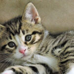 Жбурляла кошеня об стіну: на Київщині дівчина знущалась із беззахисної тварини