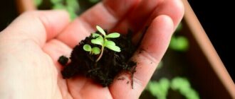 Посівний календар на січень 2026 року: що робити у саду та на городі