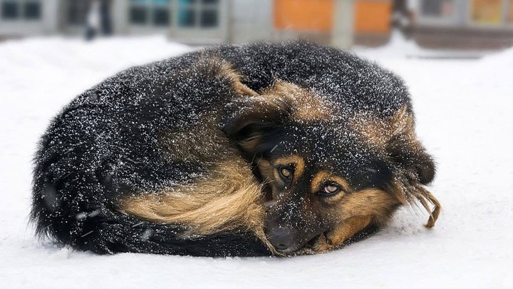 Депутатка Київради розповіла, на якому етапі пропозиція захисників пускати тварин у магазини столиці