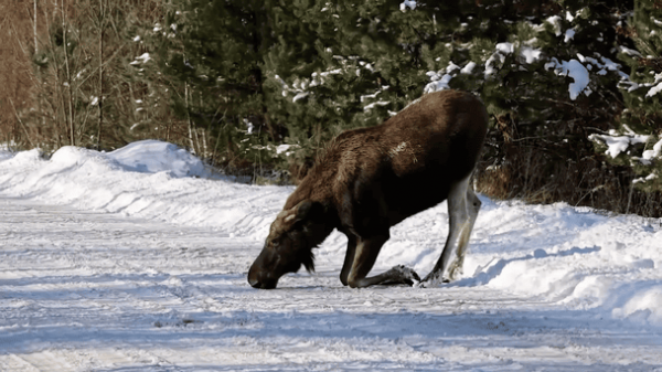 
 У Чорнобильській зоні лось вийшов на дорогу "по ласощі": з'явилося відео
 