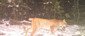 У Чорнобилі помітили "міф Полісся": з'явилися фото