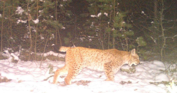 
 У Чорнобилі помітили "міф Полісся": з'явилися фото
 