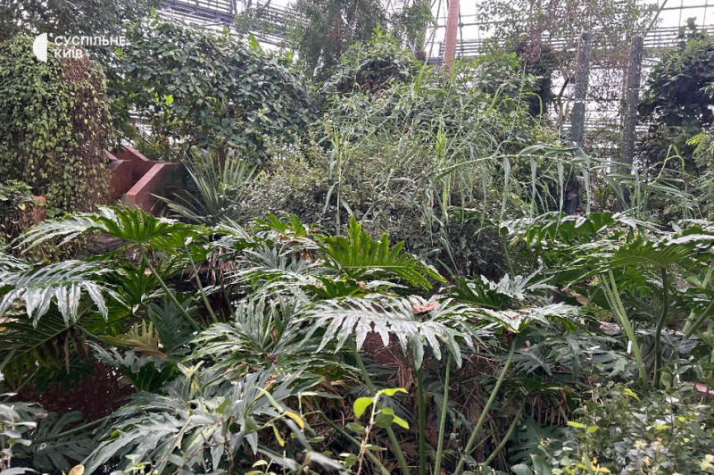 Гинуть тропічні рослини: як столичний ботсад живе без світла та опалення
