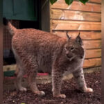 Рись Урсу з Києва перевезли до Великій Британії: перші кроки в новій домівці потрапили на відео