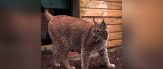 Рись Урсу з Києва перевезли до Великій Британії: перші кроки в новій домівці потрапили на відео