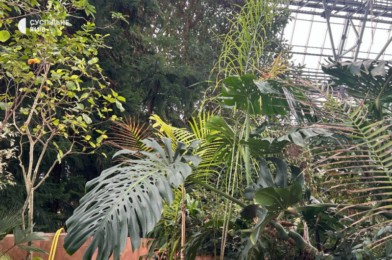 Гинуть тропічні рослини: як столичний ботсад живе без світла та опалення