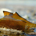 Розбив пляшку об голову і завдав чотирьох ударів ножем: у Білій Церкві чоловік напав на рідного брата