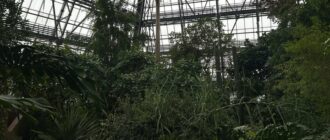 Гинуть тропічні рослини: як столичний ботсад живе без світла та опалення