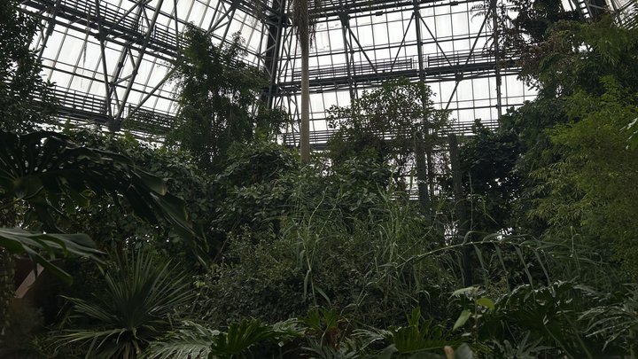 Гинуть тропічні рослини: як столичний ботсад живе без світла та опалення