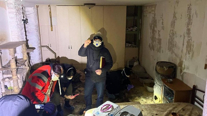 Масова загибель котів на Київщині: справу скерували до суду