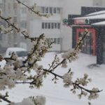 Посівний календар на лютий 2026 року: сприятливі та несприятливі дні