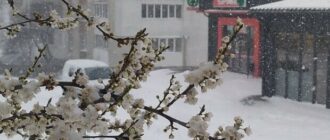 Посівний календар на лютий 2026 року: сприятливі та несприятливі дні