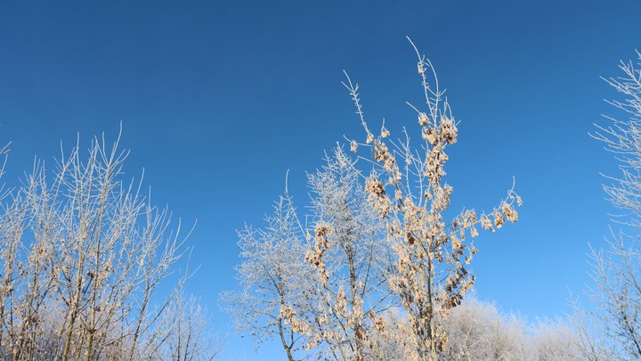 На Київщині вдень прогнозують від мінус 5 до 0 градусів: у столиці та області синоптики обіцяють потепління