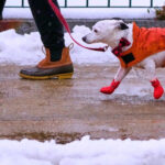 Будинок тиждень без опалення: у Києві жінка зв’язала светри для собак, аби ті не замерзли (відео)