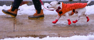 Будинок тиждень без опалення: у Києві жінка зв’язала светри для собак, аби ті не замерзли (відео)
