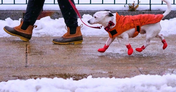 Будинок тиждень без опалення: у Києві жінка зв’язала светри для собак, аби ті не замерзли (відео)
Будинок тиждень без опалення: у Києві жінка зв’язала светри для собак, аби ті не замерзли (відео)